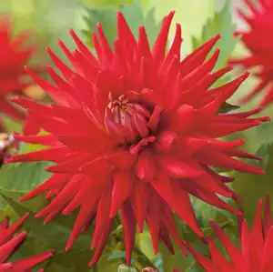 Dahlia Andrew Mitchell