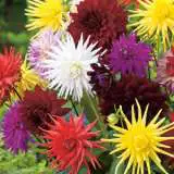 Dahlia Cacti Mix Fm 15 - Garden Express Australia