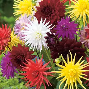 Dahlia Cacti Mixed
