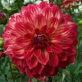 Dahlia Ciska 15 - Garden Express Australia