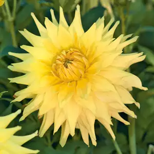 Dahlia Reg Kappler