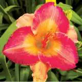 Daylily Cherry Chapeau 15 - Garden Express Australia