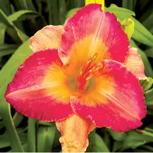 Daylily Cherry Chapeau Daylily Cherry Chapeau