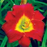 Daylily Honky Tonk Dream 15 - Garden Express Australia
