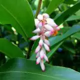 Ginger Dwarf Cardamon 16 - Garden Express Australia
