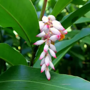 Ginger Dwarf Cardamom