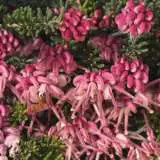 Grevillea Lanigera Mt Tamboritha - Garden Express Australia