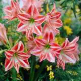 Hippeastrum Fairytale Visi20115 15 - Garden Express Australia