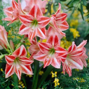 Hippeastrum Varieties Hippeastrum Fairytale Visi20115 15 - Garden Express Australia