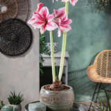 Hippeastrum Gervase