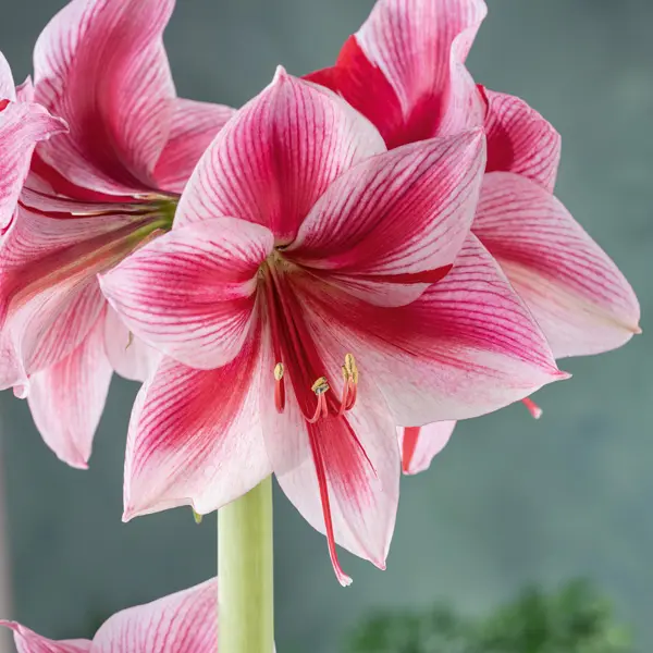 Hippeastrum Gervase