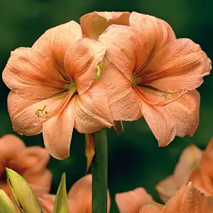 Hippeastrum Rilona