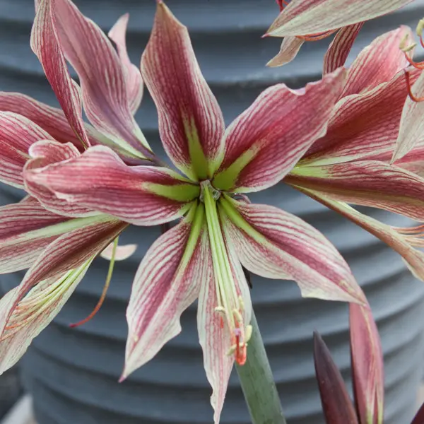 Hippeastrum Rio Negro