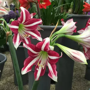 Hippeastrum Varieties Hippeastrum Santiago 16 - Garden Express Australia