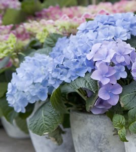 Hydrangea Nikko Dwarf Blue - Garden Express Australia