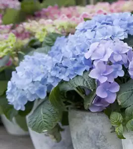 Cyclamen Growing Guide Hydrangea Nikko Dwarf Blue - Garden Express Australia