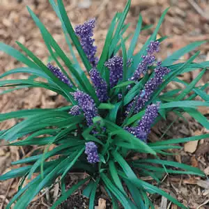 Liriope Royal Purple