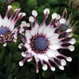 Osteospermum Spider White 2015 - Garden Express Australia