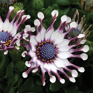 Osteospermum Spider White Osteospermum Spider White