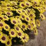 Osteospermum Blue Eyed Beauty Landscape 15 - Garden Express Australia