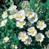 Rock Rose Sage Leaf 15 - Garden Express Australia