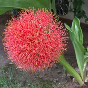 Scadoxus Katherinae