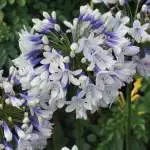 Top 10 Shade-loving Plants Agapanthus Queen Mum 2019 Pplagaqmu - Garden Express Australia
