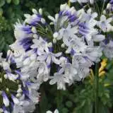 Agapanthus Queen Mum Tm (pbr) Agapanthus Queen Mum Tm (pbr)