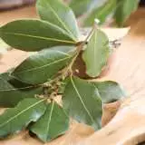 Bay Tree Lpobaytre 2019 - Garden Express Australia