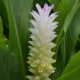 Curcuma Pink Surprise Pkcurpsu - Garden Express Australia