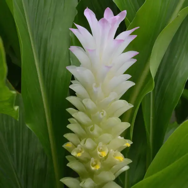 Curcuma Pink Surprise Curcuma Pink Surprise