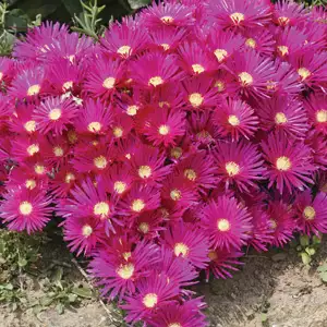 Photinia Growing Guide Pigface Hot Pink Lpopfahpi 2018 - Garden Express Australia