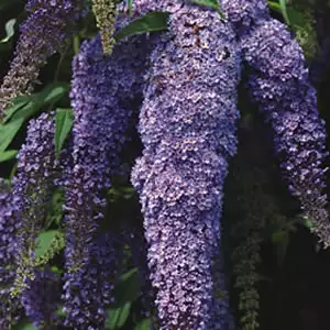 Buddleja Joan