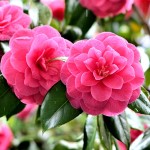 Camellia Chansonette 15 St134514212 - Garden Express Australia