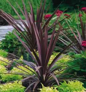 Cordyline Growing Guide Cordyline Red Sensation - Garden Express Australia