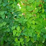 Frost Hardy Climbing Plants Creeping Fig 15 St96300686 - Garden Express Australia