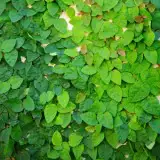 Creeping Fig 15 St96300686 - Garden Express Australia