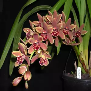 Cymbidium Orchid Growing Guide Cym Orchid Indian Summer Pot 15 2 002 - Garden Express Australia