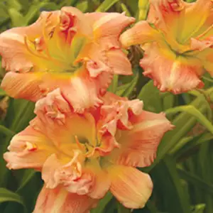 Daylily Bobbie Gerold