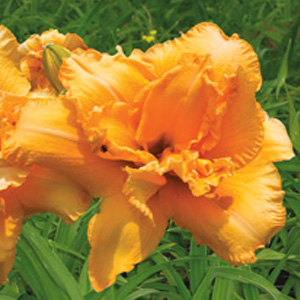 Daylily Freestyle