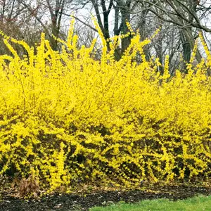 Forsythia Lynwood Gold