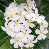 Frangipani Everlasting Love 15 St 279835289 - Garden Express Australia