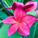 Frangipani Lulus Blood 15 St 291808130 - Garden Express Australia