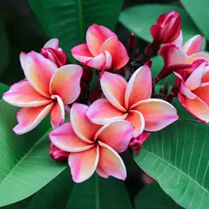 Frangipani Sally Morange