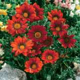 Gazania Big Kiss Red 15 Highsun - Garden Express Australia