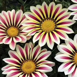 Cyclamen Growing Guide Gazania Big Kiss White Flame 15 Highsun - Garden Express Australia