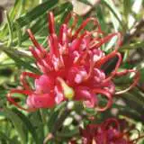 Grevillea Gin Gin Gem Mnsfld 2 15 - Garden Express Australia