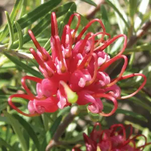 Grevillea Gin Gin Gem