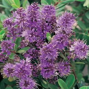 Hebe Inspiration 50mm Hebe Inspiration 50mm