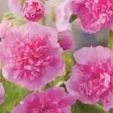 Hollyhock Spring Celebrites Pink 15 Fm 14270105pa - Garden Express Australia